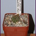 Lobivia chrysochete v. minutiflora WR 512