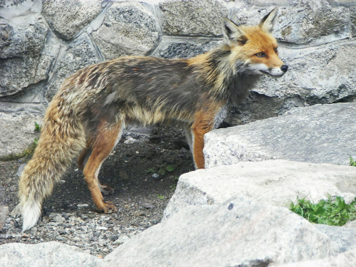 lisek na Kasprowym Wierchu #lis #lisek #tatry #zwierzęta #kasprowy #wierch