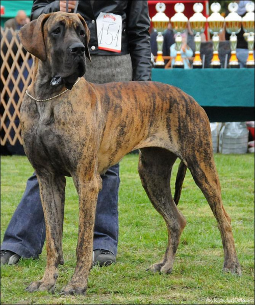 BAKALIA z Kuźni Napoleońskiej - I dosk, Mł.Zw.Klubu 2008