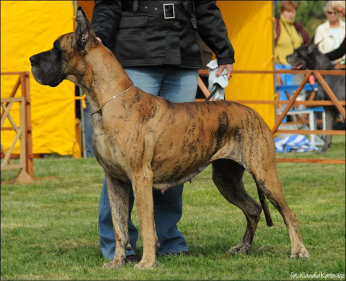 ARABESKA AL ROSSA Persimo - I dosk, CWC, NDSwR, Zw.Klubu 2008, BOB, BIS-II