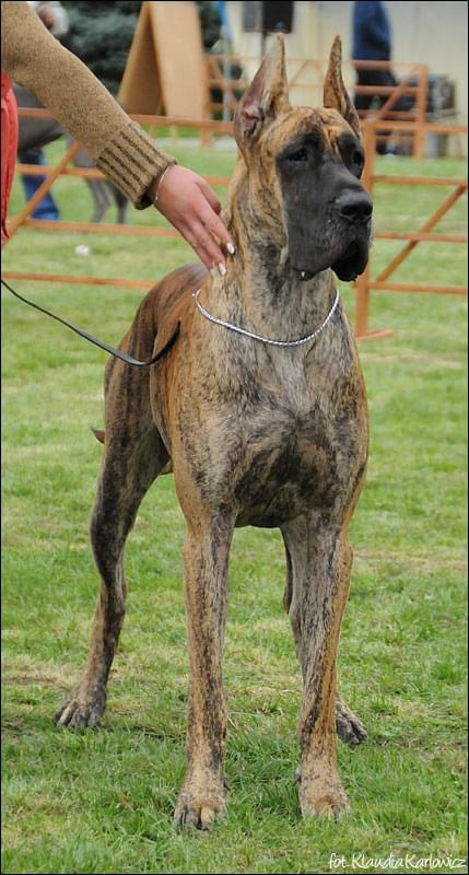 AMORETKA z Kuźni Napoleońskiej - II dosk