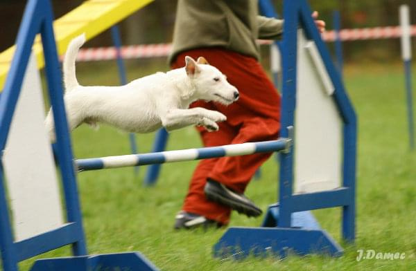 Agility, psy #Agility #psy