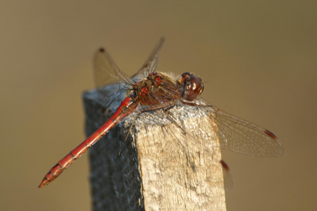 Szablak zwyczajny samiec
(Sympetrum vulgatum) #ważka #szablak