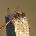 Szablak zwyczajny samiec
(Sympetrum vulgatum) #ważka #szablak