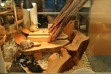 moje skoki #myszoskoczek #gerbil