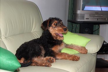 #zwierzęta #psy #airedale #terrier