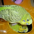 Gucio i słońce #papuga #ptak #pupil