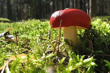 grzybobranie 2008.09 #grzyb #muchomor