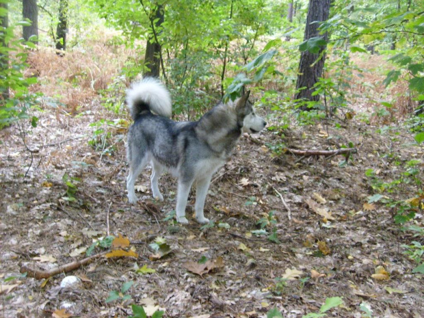 Masza #AlaskanMalamute #MaszaZHowerli #pies