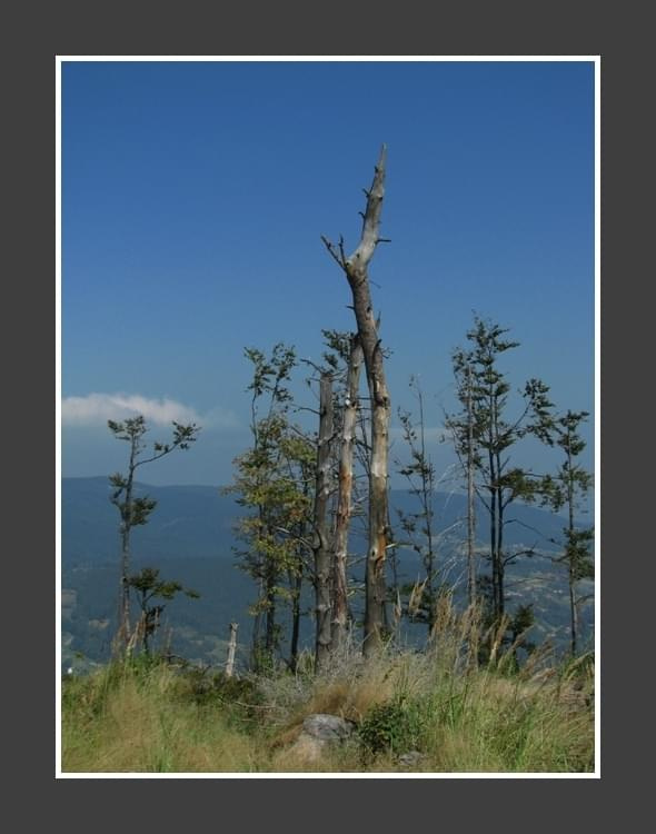 II Zlot BESKIDoczubów => http://beskidtrek.pl/2008/10/03/ii-zlot-beskidoczubow-na-rogaczu