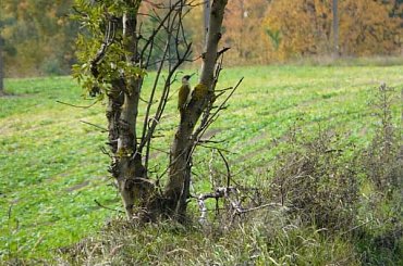 dzięcioł zielony #jesień #ptaki #dzięcioł