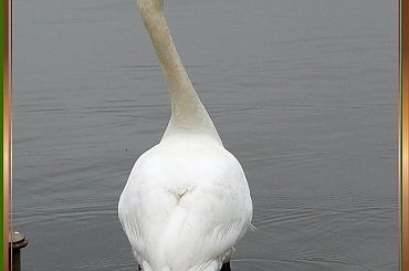 Dobra, może starczy tych fotek... #ptaki #łabędzie #NadWodą