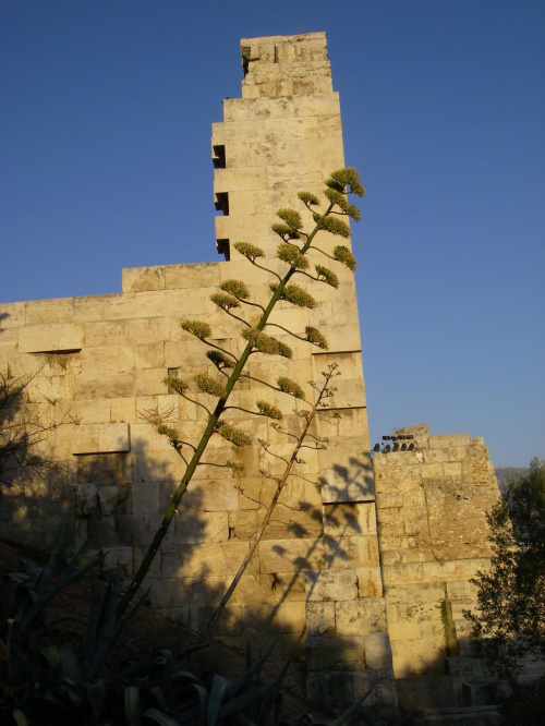 Kwiecie kaktusa. #Ateny