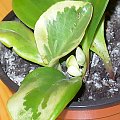 Peperomia obtusifolia / Peperomia kluzjolistna