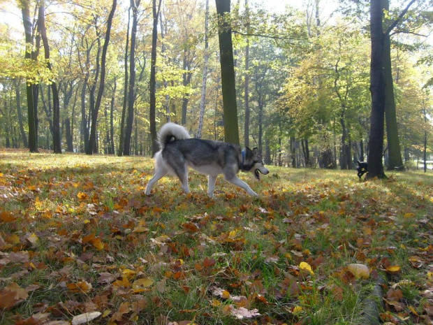 jesiennie.. #AlaskanMalamute