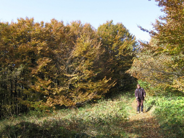 Bukowych liści złotym szlakiem #Góry #Bieszczady