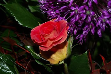 #kwiaty #roza #olympus #przyroda #piotrkow #PiotrkowTryb