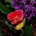 #kwiaty #roza #olympus #przyroda #piotrkow #PiotrkowTryb