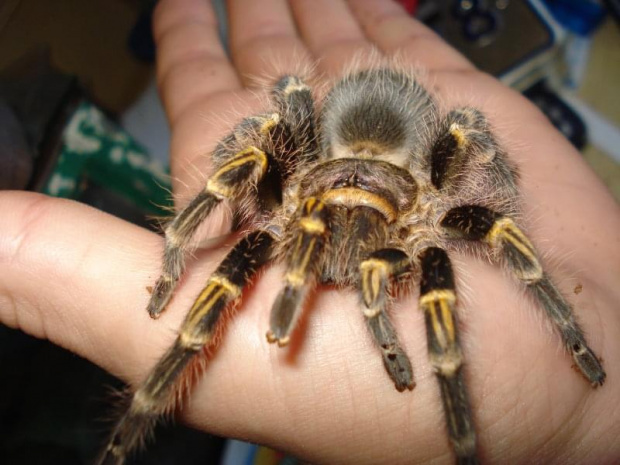 Grammostola aureostriata