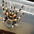 Brachypelma smithi