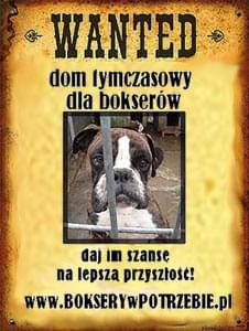 plakat dt dla bokserów wys.300