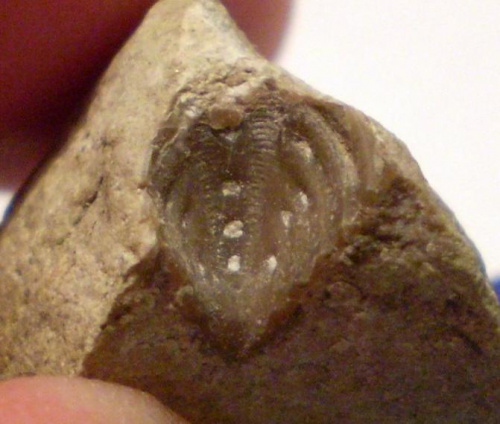 Odcisk pygidium trylobita Encrinurus sp. Długość okazu - 0,9 cm . Wiek : dolny ordowik – górny dewon . Data znalezienia : 2006 .