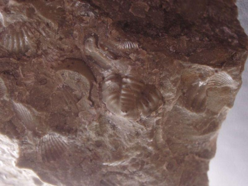Pygidium trylobita ; trochę podobne do rodziny Acastidae . Długość okazu - 0,8 cm . Wiek : ? Data znalezienia : 2006 .