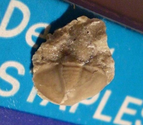 Pygidium trylobita ; chyba Asaphus sp. Długość okazu - 1 cm . Wiek : dolny ordowik – środkowy ordowik . Data znalezienia : 2006 .
