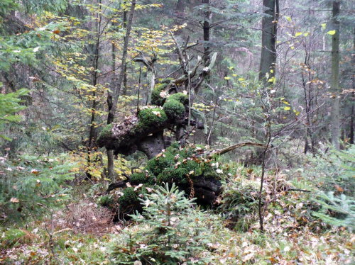 #las #przyroda #natura #pień #mech #karpa #korzeń