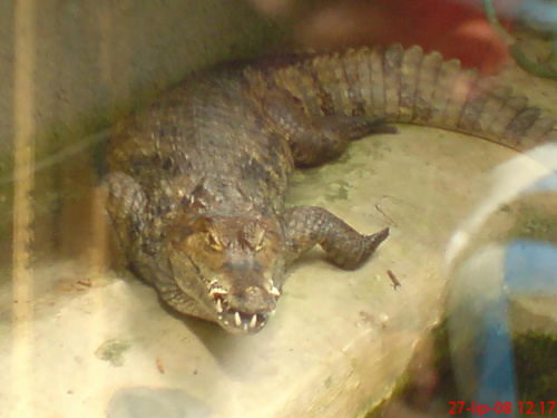 aligator(trochę duży)