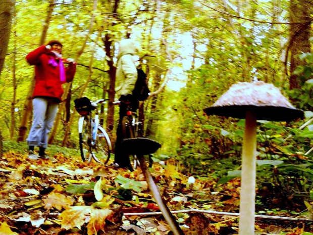 niedzielni rowerzyści w lesie