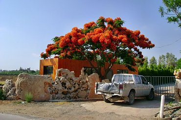 Cypr -kwitnące drzewo #samochód #wrak #kwitnące #drzewo #płot #ciekawy