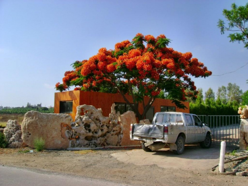 Cypr -kwitnące drzewo #samochód #wrak #kwitnące #drzewo #płot #ciekawy