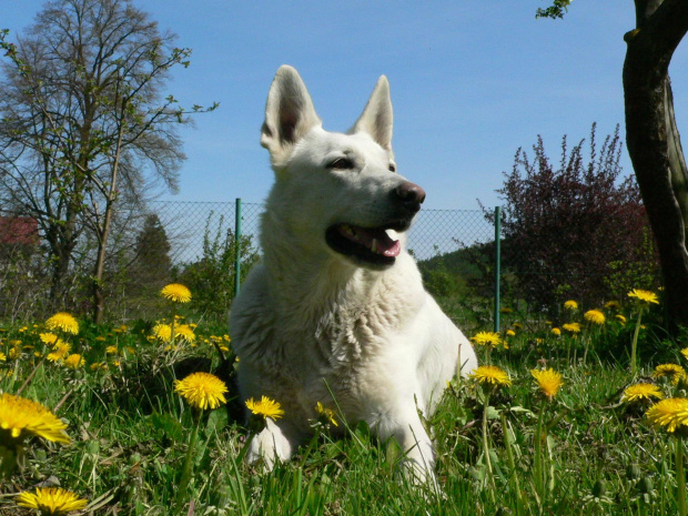 Star of Tiger BERTA (KAMA) #BiałyOwczarekSzwajcarski