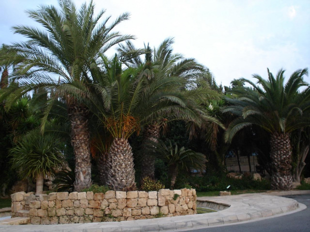 Pafos, hotel Cynthiana Beach #Cypr #Pafos