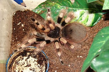 Nhandu coloratovillosus - (Ptasznik białokolanowy) #pająki #zwierzęta #terraria