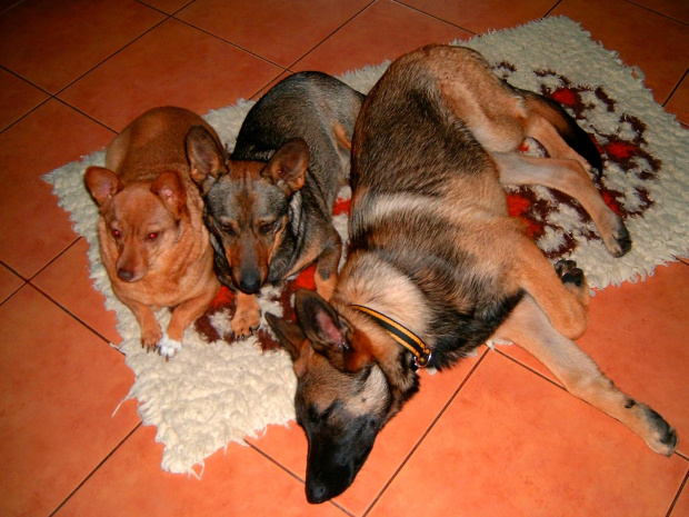 psia rodzinka w komplecie 2 #komplet #pieski #PsiaRodzina #psy #rodzinka
