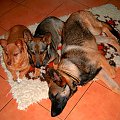 psia rodzinka w komplecie 2 #komplet #pieski #PsiaRodzina #psy #rodzinka