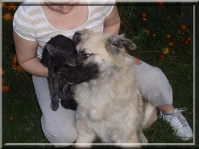 VEGA - prawie leonberger