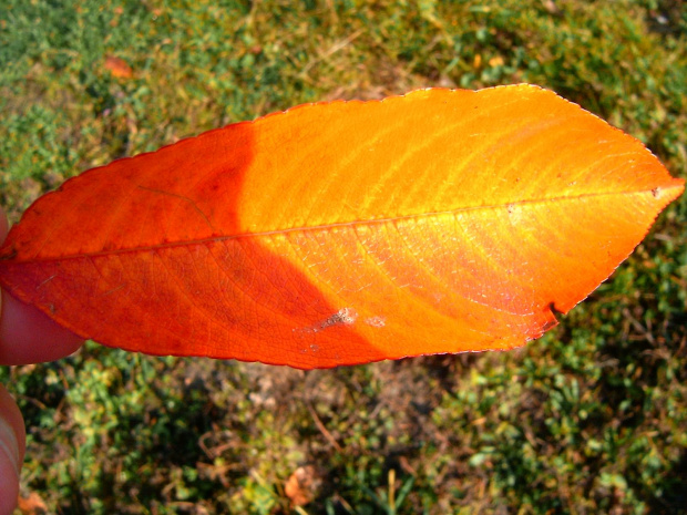 jesienny złoty liść #lisc #liść #zółć #kolor #złoto #barwa #barwy #kolory #jesien #jesień #piękno #natura #przyroda #macro #PaletaBarw #tęcza