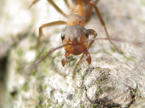 Patrzcie jak bojowo nastawiona... #mrówka #makro #przyroda #las