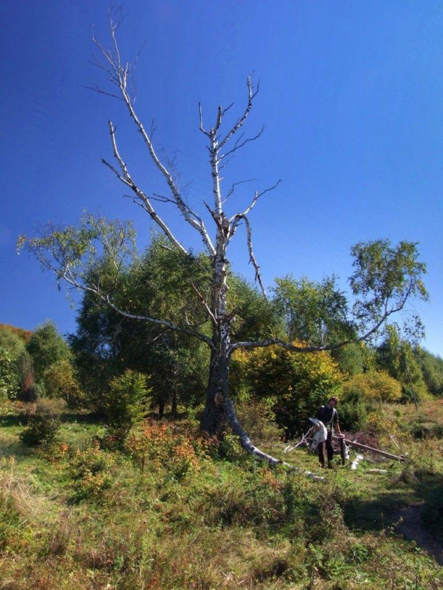 betula w drodze na Wetlińską