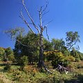 betula w drodze na Wetlińską