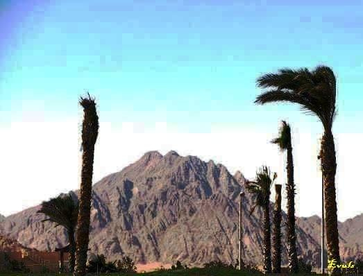 Egipt - Sharm el Shake #Egipt #wiatr #góry #palmy
