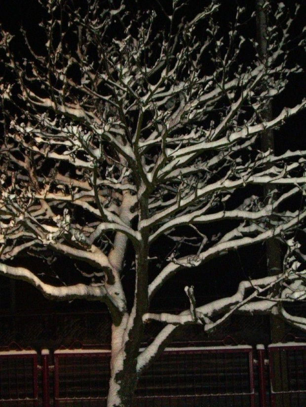 tak swiatecznie choc listopad #zima #śnieg #świerk #drzewo
