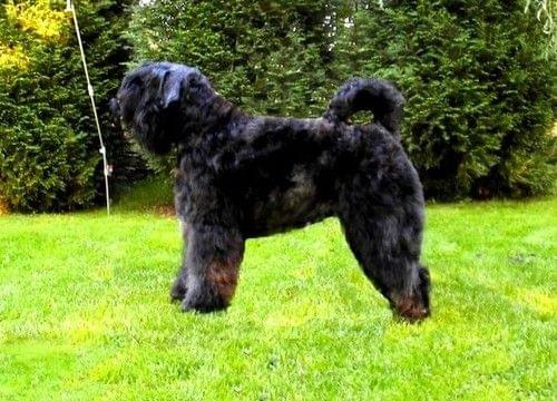 bouvier des flandres-Bum Bum Vectra Chucho #BouvierDesFlandres