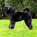 bouvier des flandres-Bum Bum Vectra Chucho #BouvierDesFlandres