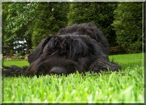 bouvier des flandres-Bum Bum Vectra Chucho #BouvierDesFlandres