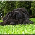 bouvier des flandres-Bum Bum Vectra Chucho #BouvierDesFlandres