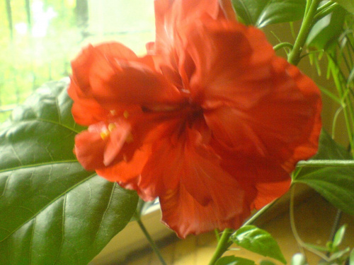 hibiscus czerwony półpełny